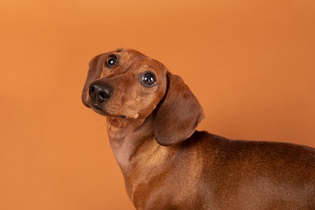 Kleiner Hund ist bezaubernd