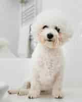 Kostenloses Foto kleiner hund sitzt im badezimmer