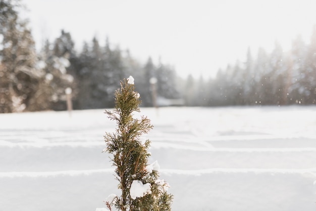 Kleiner immergrüner Baum im Winter