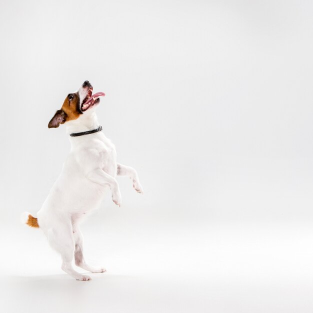Kleiner Jack Russell Terrier auf Weiß