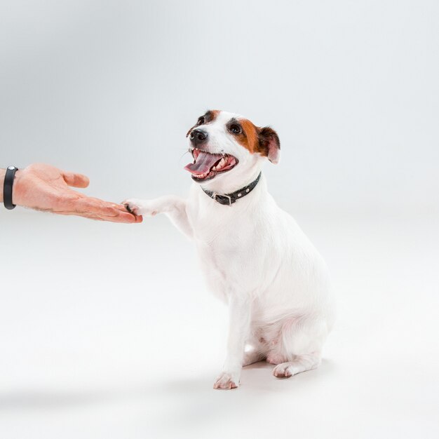 Kleiner Jack Russell Terrier, der auf Weiß sitzt