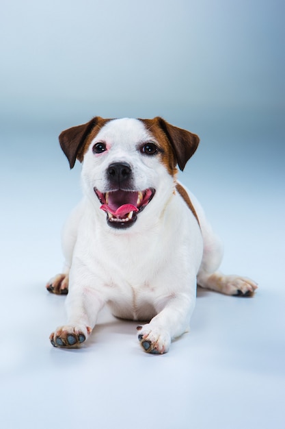 Kleiner Jack Russell Terrier sitzt auf grau