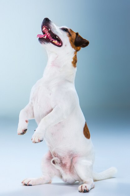 Kleiner Jack Russell Terrier sitzt auf grau