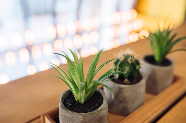 Kleiner Kaktus und Aloe in kleinen Töpfen