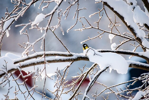 Kleiner Kohlmeisenvogel auf dem Zweig eines Winterbaums