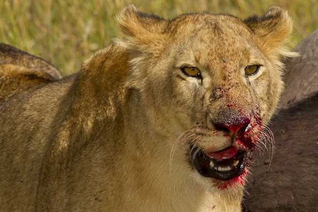 Kleiner Löwe, der wild von einem toten Tier im afrikanischen Dschungel füttert