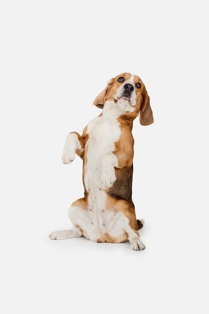 Kleiner lustiger Hundebeagle, der lokalisiert über weißer Wand aufwirft
