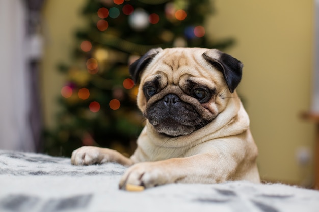 Kleiner Mops auf dem Sofa