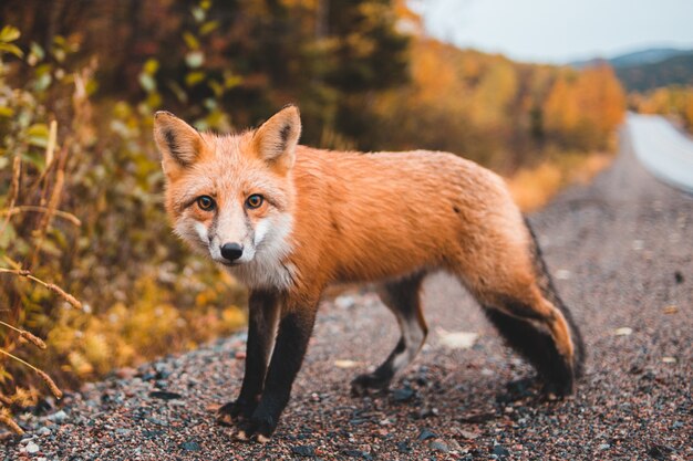 Bilder Fuchs Gratis Vektoren Fotos Und Psds