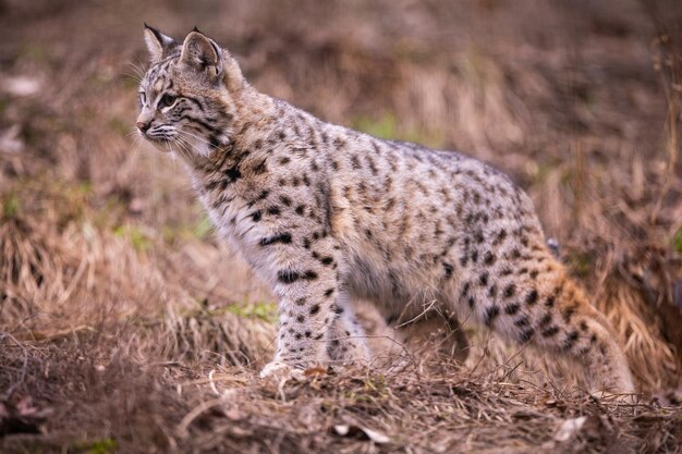 Kleiner Rotluchs in seinem Naturlebensraum, amerikanische Wildkatzen, Tiere in Wäldern, roter Luchs