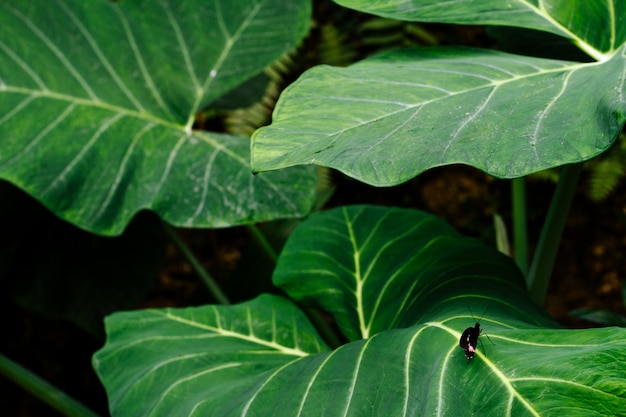 Kleiner Schmetterling auf großen Blättern