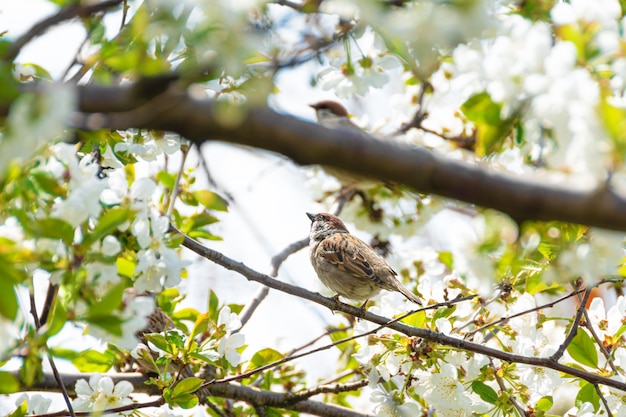 Kleiner Spatz, der auf einem blühenden Zweig sitzt