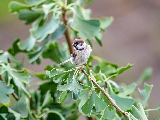 Kleiner Spatz, der in einem Ast mit grünen Blättern darauf sitzt