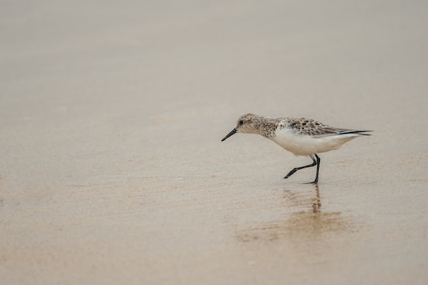 Kleiner süßer Sanderling-Vogel, der an einem Sandstrand spazieren geht