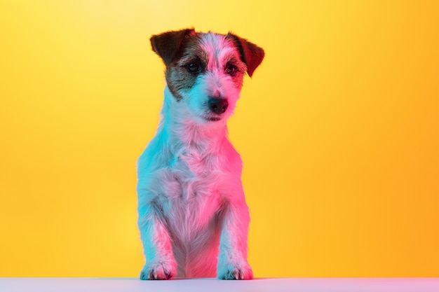 Kleiner süßer Terrierhund, der isoliert über Studio in Neonlicht posiert