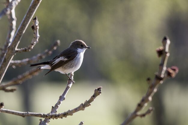 Kleiner Vogel, der auf Ast sitzt