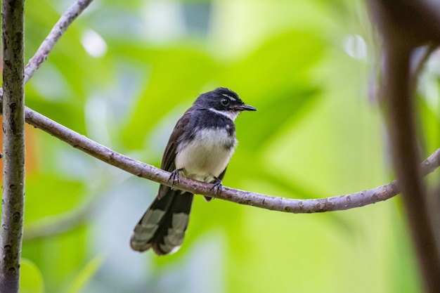 Kleiner Vogel, der auf Ast sitzt