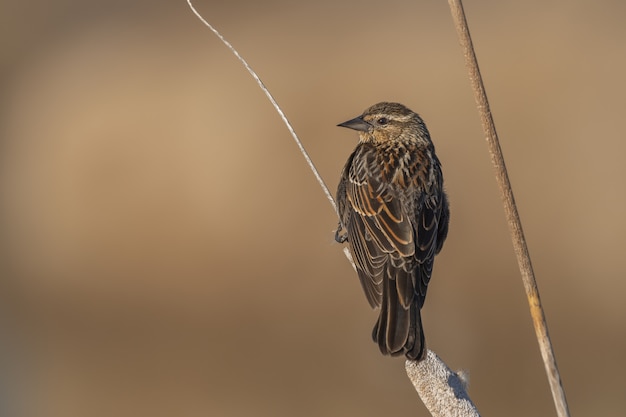 Kleiner Vogel, der auf einem Zweig sitzt