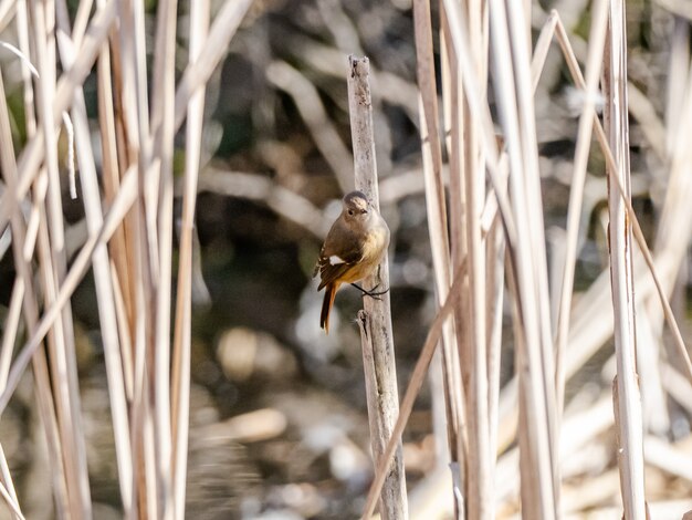 kleiner Vogel im Wald