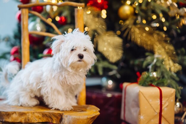 Kleiner weißer Terrier auf dem Hintergrund des Weihnachtsbaums. Ansicht schließen