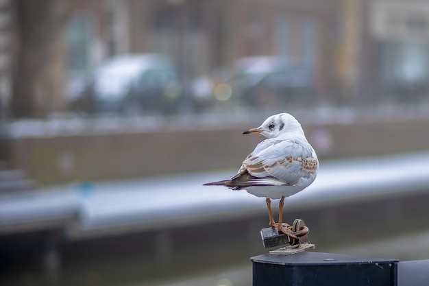 Kostenloses Foto kleiner weißer vogel, der tagsüber auf einem stück metall steht