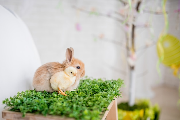 Kleines Huhn und Kaninchen spielen auf dem grünen Rasen