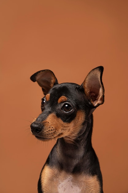 Kleines Hundeportrait in einem Studio