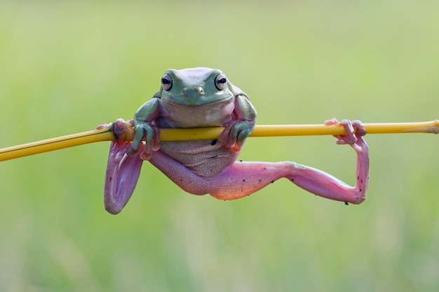 Kostenloses Foto klumpenfrosch litoria caerulea auf ast klumpenfrosch auf ast