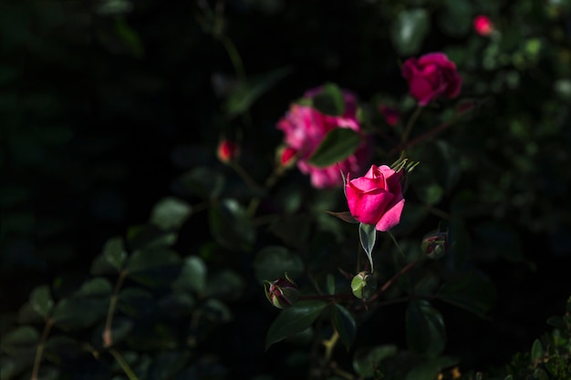 Knospe von Rose auf Busch