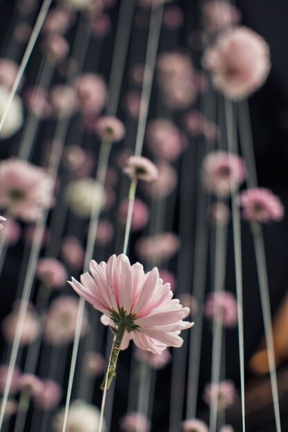 Knospen von rosa Gänseblümchen hängen am Faden