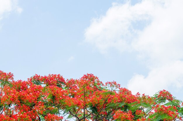 Königlicher Poinciana Baum