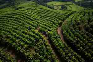 Kostenloses Foto köstliche bananen in der natur