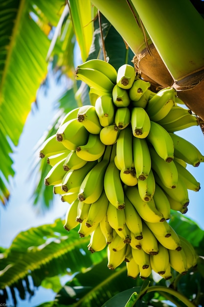 Köstliche Bananen in der Natur