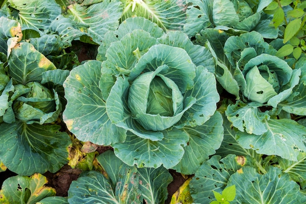 Kohl mit Lochbiss