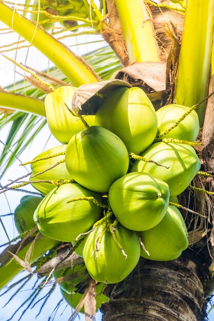 Kokosnussfrucht