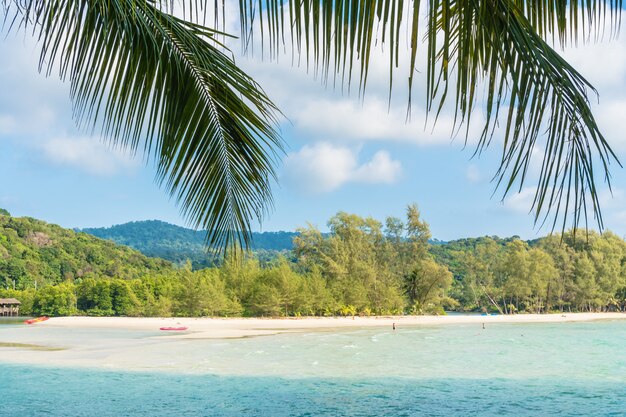 Kokosnusspalme am Strand und am Meer