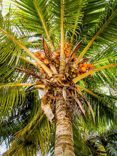 Kokospalme am strand der karibik. palmeninsel. blaues meer, strand und himmel. sommerruhe. Premium Fotos