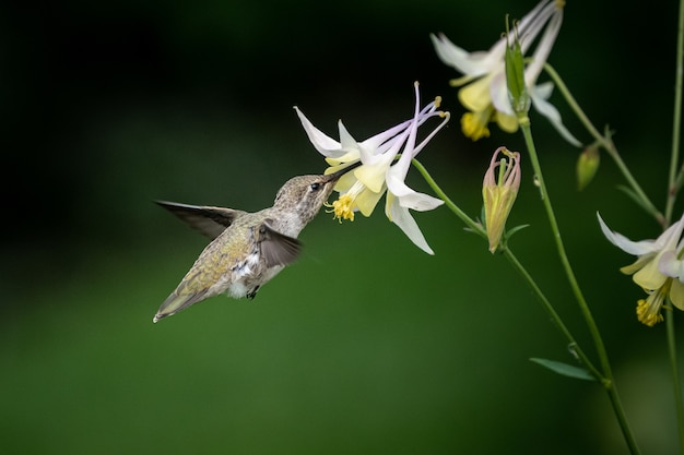 Kolibri fliegt zu den weißen Narzissenblüten