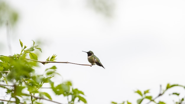 Kostenloses Foto kolibri thront auf einem ast