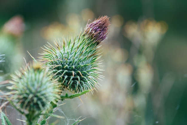 Kommende blühende Distelnahaufnahme