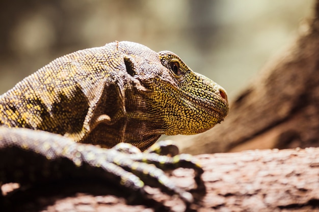 Kostenloses Foto komodo drache