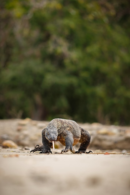 Kostenloses Foto komodowaran im schönen naturlebensraum auf der berühmten insel in indonesien