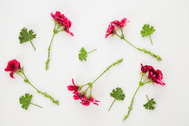 Komponierte Blumen und Grün auf Weiß