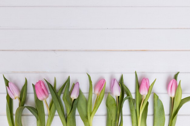 Komponierte zarte Tulpen in der Reihe