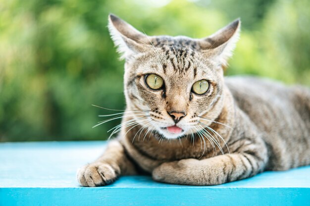 Konzentrieren Sie sich auf die Augen der getigerten Katze auf dem blauen Zementboden