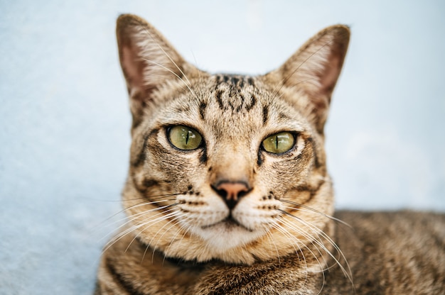 Konzentrieren Sie sich genau auf die getigerten Augen