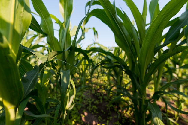 Kostenloses Foto konzept des ökologischen landbaus auf dem maisfeld