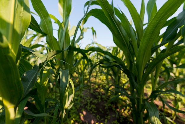 Konzept des ökologischen Landbaus auf dem Maisfeld