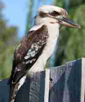 Kostenloses Foto kookaburra vogel im freien