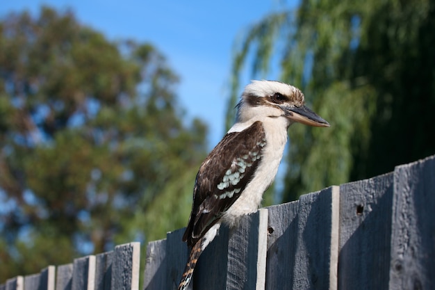 Kookaburra Vogel übertrifft